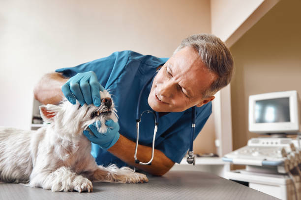Best Tooth Pain Emergency Relief  in Russells Point, OH